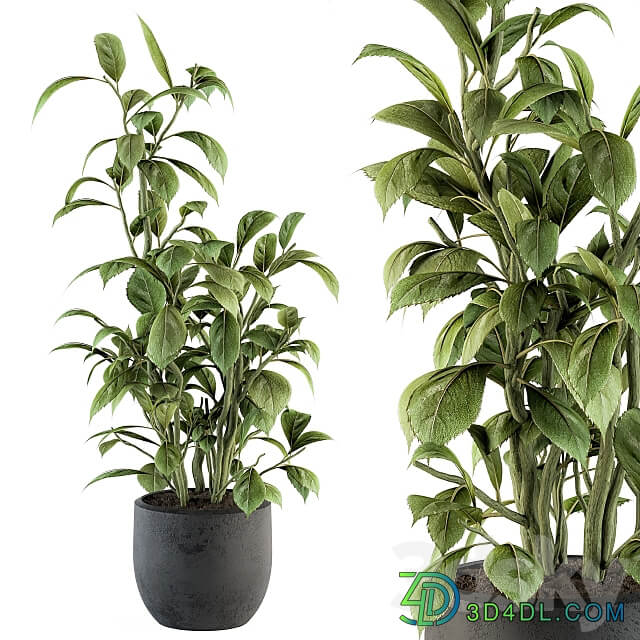 indoor Plant Set 135 Schefflera Amate Plant