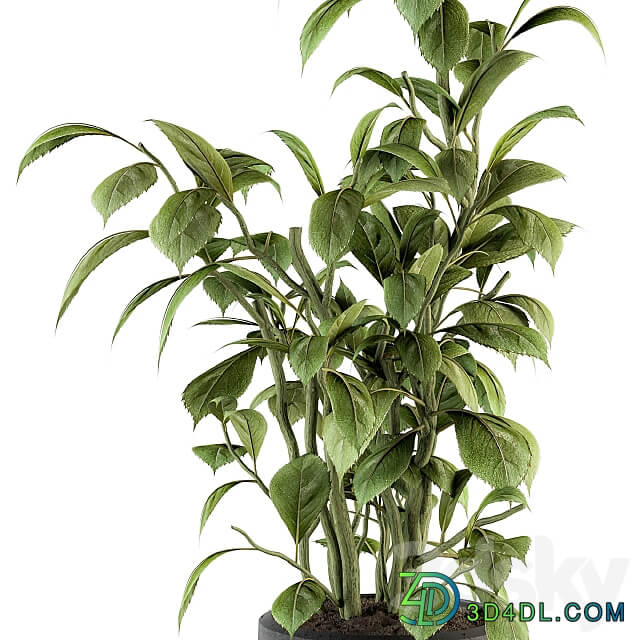 indoor Plant Set 135 Schefflera Amate Plant