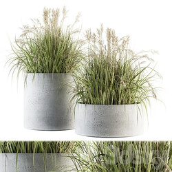 indoor Plant Set 139 Indian Grass 