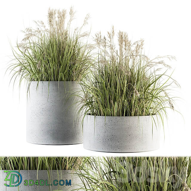 indoor Plant Set 139 Indian Grass