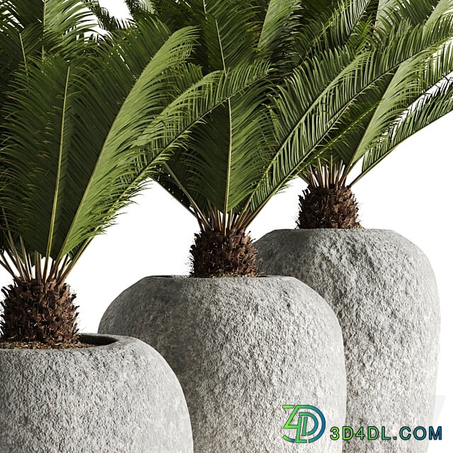 Restoration Hardware Cantera Planters With Sago Palm