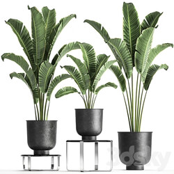 Plant collection 846. Strelitzia bana bush metal pot flowerpot loft black decorative interior flower stand coffee table 3D Models 