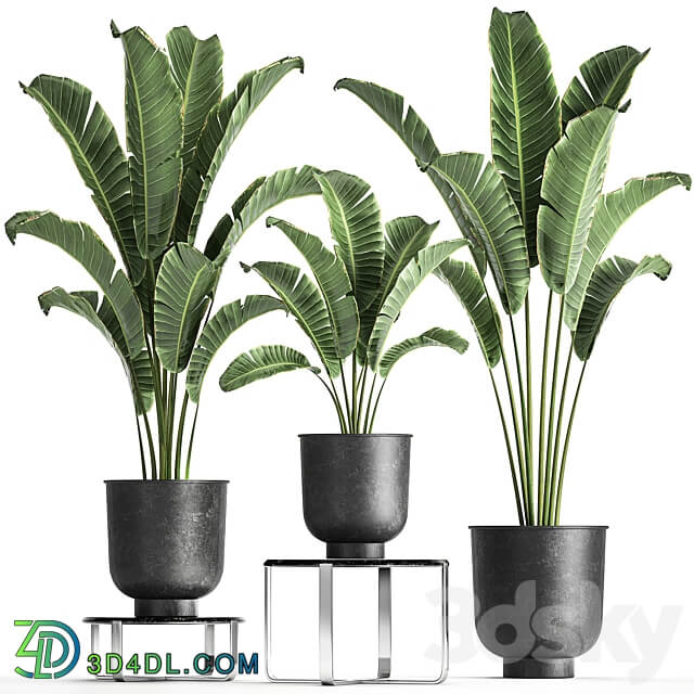 Plant collection 846. Strelitzia bana bush metal pot flowerpot loft black decorative interior flower stand coffee table 3D Models