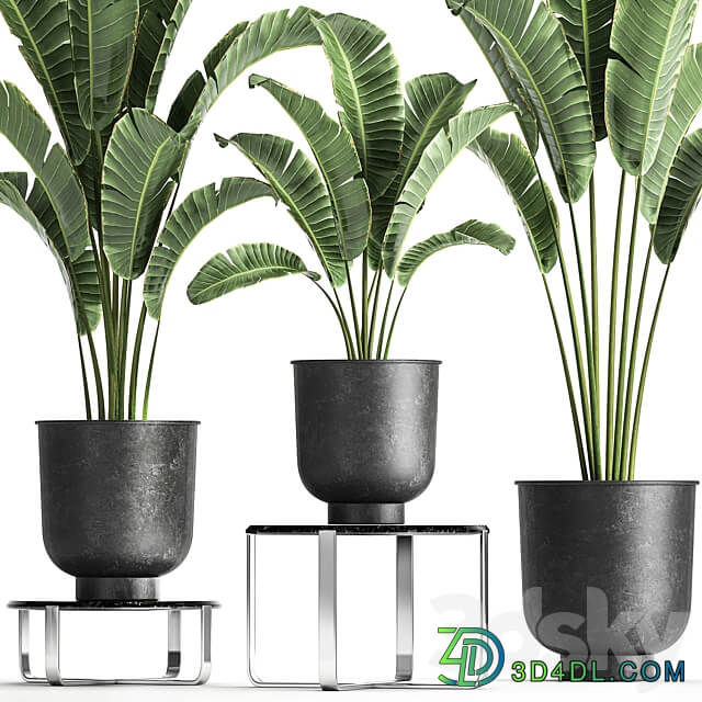 Plant collection 846. Strelitzia bana bush metal pot flowerpot loft black decorative interior flower stand coffee table 3D Models