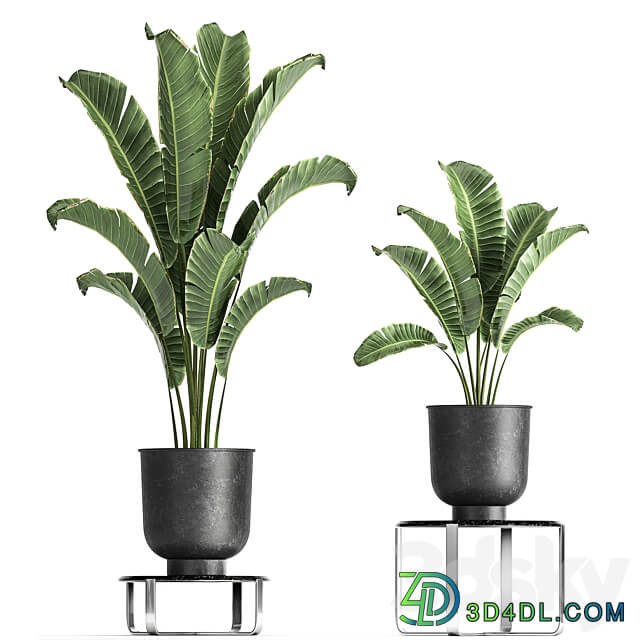 Plant collection 846. Strelitzia bana bush metal pot flowerpot loft black decorative interior flower stand coffee table 3D Models