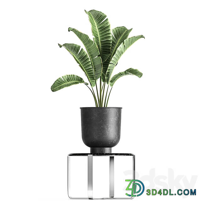 Plant collection 846. Strelitzia bana bush metal pot flowerpot loft black decorative interior flower stand coffee table 3D Models