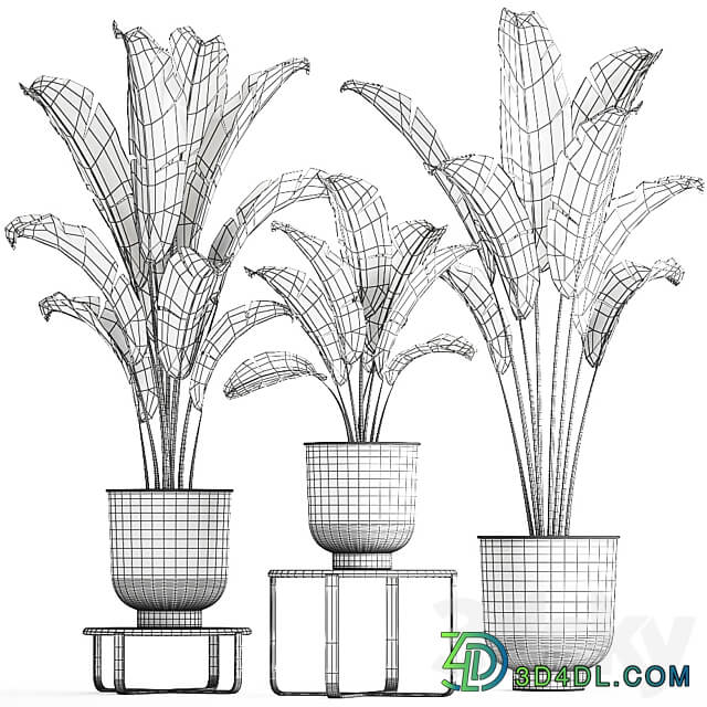 Plant collection 846. Strelitzia bana bush metal pot flowerpot loft black decorative interior flower stand coffee table 3D Models