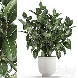 Plant Ficus rubbery 864. Ficus elastica white flowerpot tree pot metal interior bush Scandinavian style 3D Models 