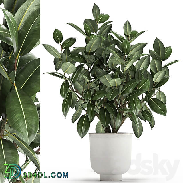 Plant Ficus rubbery 864. Ficus elastica white flowerpot tree pot metal interior bush Scandinavian style 3D Models