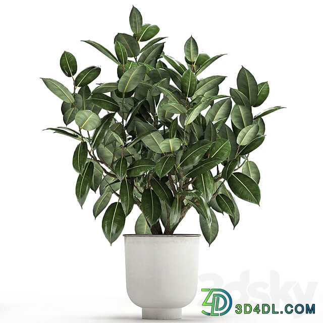 Plant Ficus rubbery 864. Ficus elastica white flowerpot tree pot metal interior bush Scandinavian style 3D Models