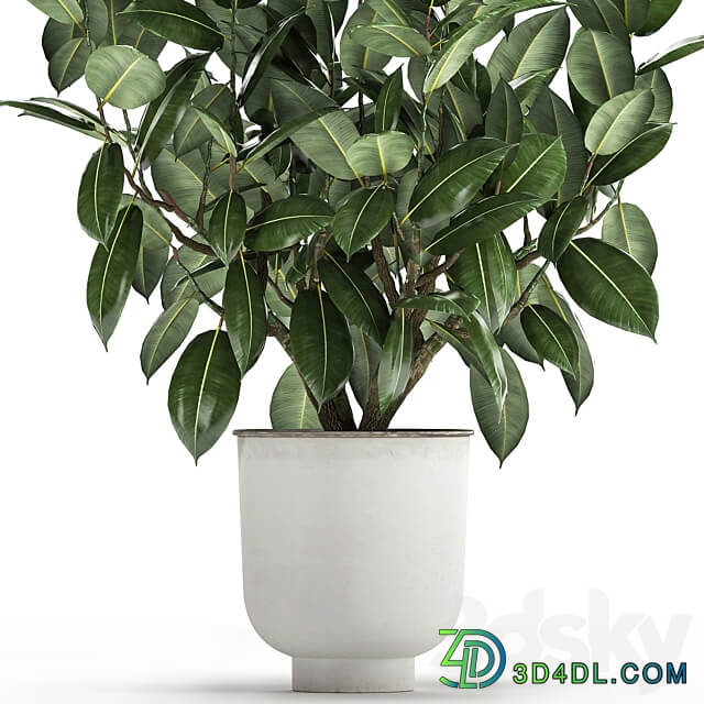 Plant Ficus rubbery 864. Ficus elastica white flowerpot tree pot metal interior bush Scandinavian style 3D Models