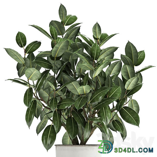 Plant Ficus rubbery 864. Ficus elastica white flowerpot tree pot metal interior bush Scandinavian style 3D Models