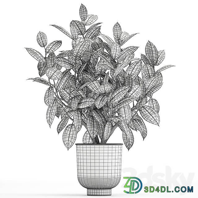 Plant Ficus rubbery 864. Ficus elastica white flowerpot tree pot metal interior bush Scandinavian style 3D Models