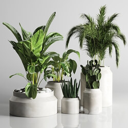 collection Indoor plant 33 concrate vase 