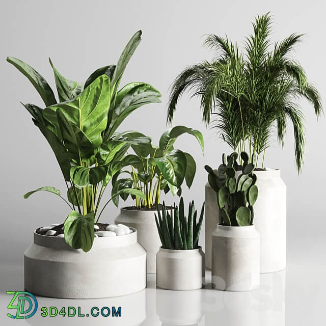 collection Indoor plant 33 concrate vase