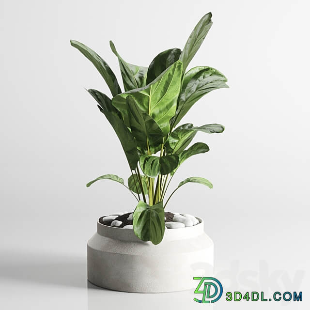 collection Indoor plant 33 concrate vase