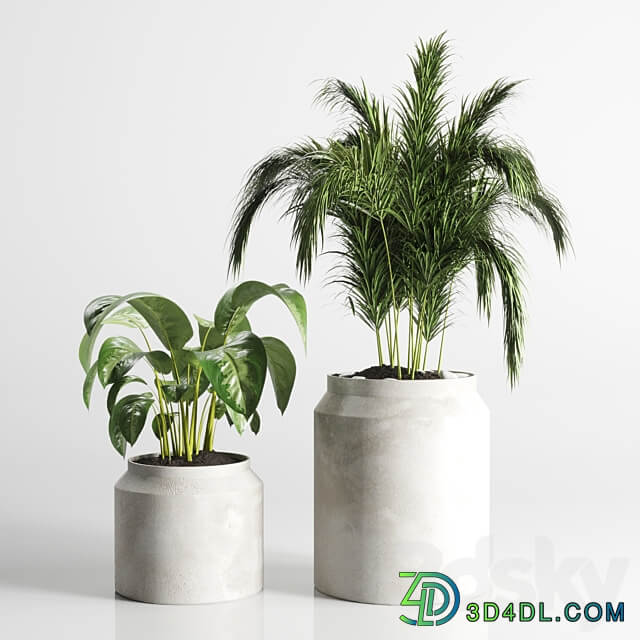 collection Indoor plant 33 concrate vase