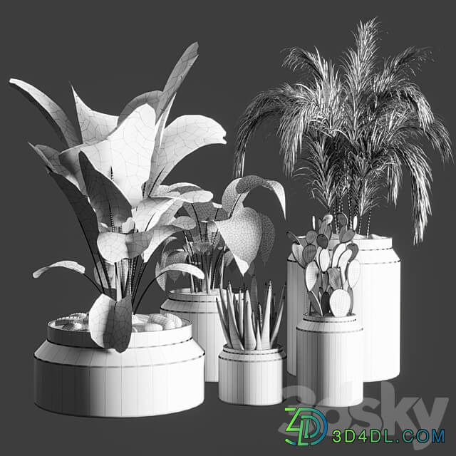 collection Indoor plant 33 concrate vase