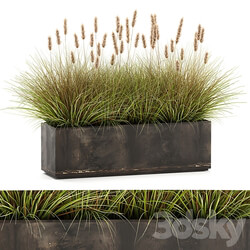 Plant collection 905. pampas grass flowerpot landscaping flowerbed rust industrial style 3D Models 