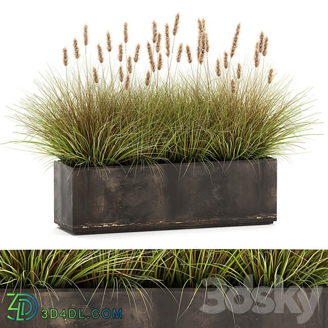 Plant collection 905. pampas grass flowerpot landscaping flowerbed rust industrial style 3D Models