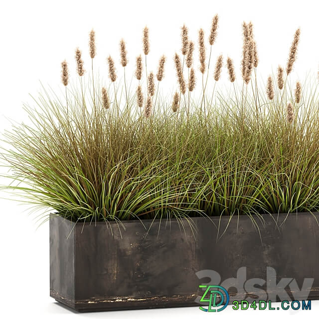 Plant collection 905. pampas grass flowerpot landscaping flowerbed rust industrial style 3D Models