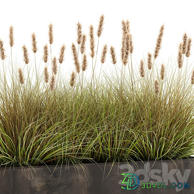 Plant collection 905. pampas grass flowerpot landscaping flowerbed rust industrial style 3D Models