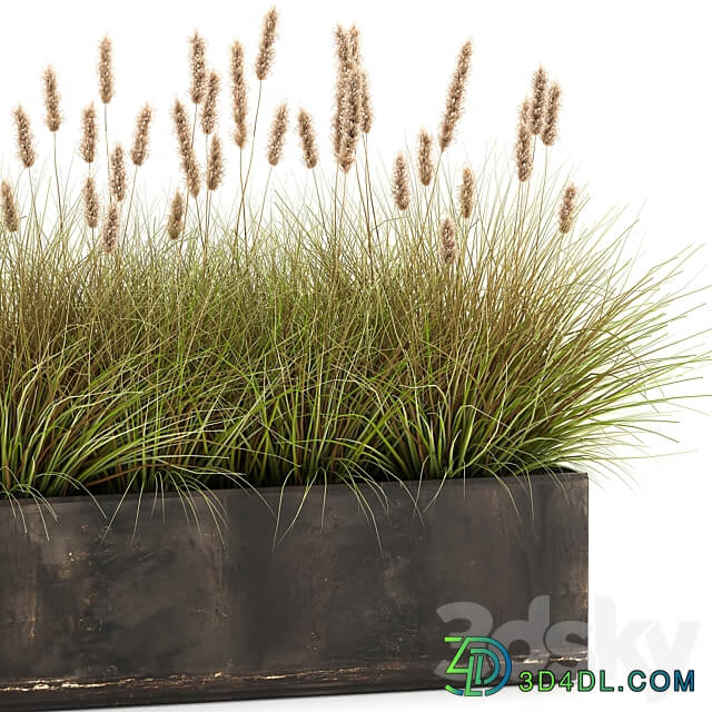 Plant collection 905. pampas grass flowerpot landscaping flowerbed rust industrial style 3D Models