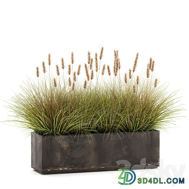 Plant collection 905. pampas grass flowerpot landscaping flowerbed rust industrial style 3D Models