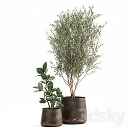 Plant collection 917. Oliva metal flowerpot tree pot ficus rust tree industrial style interior Ficus rubbery Ficus elastica 3D Models 