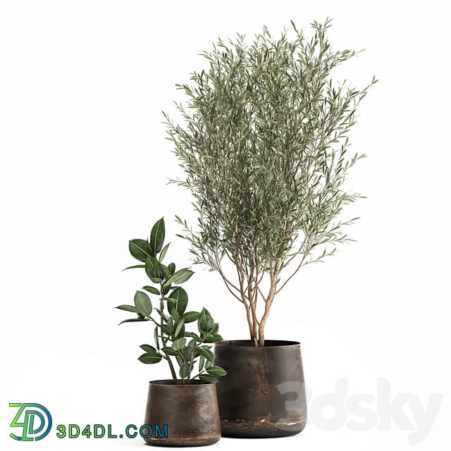 Plant collection 917. Oliva metal flowerpot tree pot ficus rust tree industrial style interior Ficus rubbery Ficus elastica 3D Models