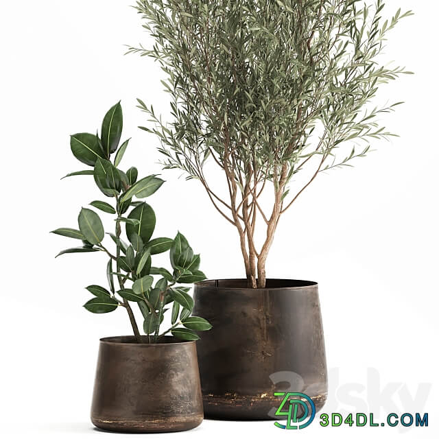 Plant collection 917. Oliva metal flowerpot tree pot ficus rust tree industrial style interior Ficus rubbery Ficus elastica 3D Models