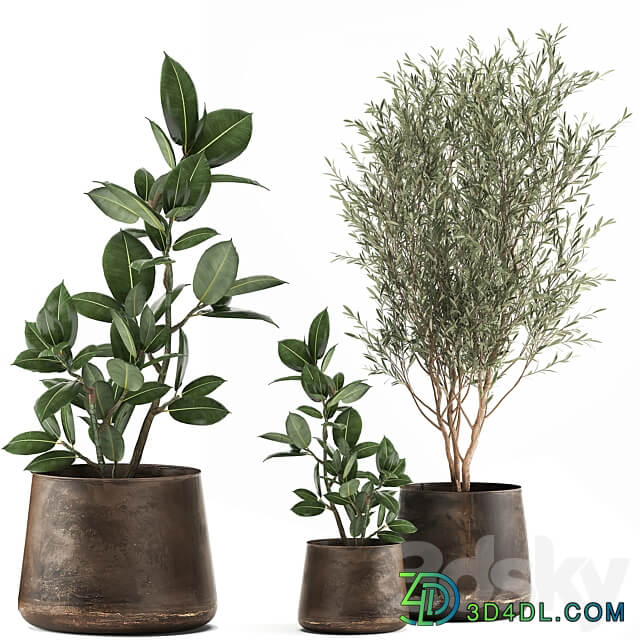 Plant collection 917. Oliva metal flowerpot tree pot ficus rust tree industrial style interior Ficus rubbery Ficus elastica 3D Models