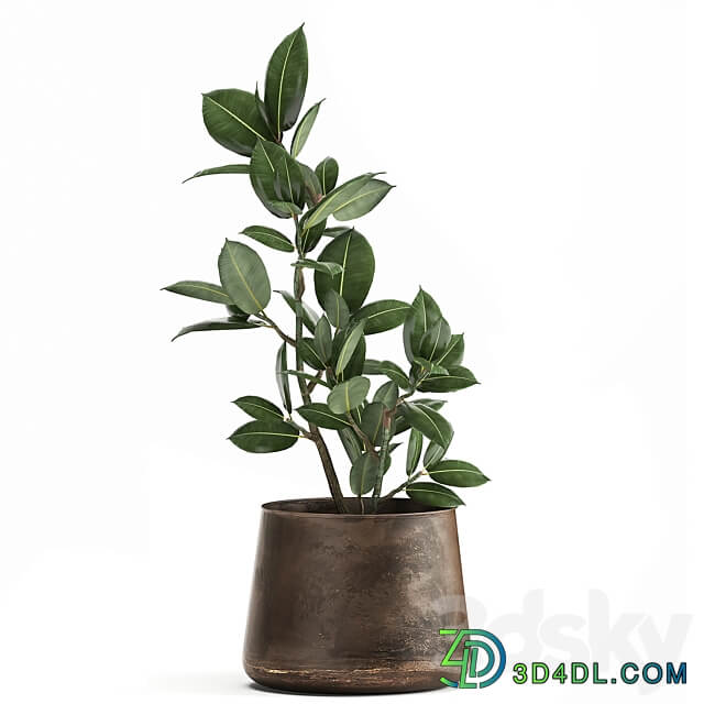 Plant collection 917. Oliva metal flowerpot tree pot ficus rust tree industrial style interior Ficus rubbery Ficus elastica 3D Models