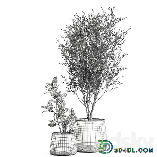 Plant collection 917. Oliva metal flowerpot tree pot ficus rust tree industrial style interior Ficus rubbery Ficus elastica 3D Models