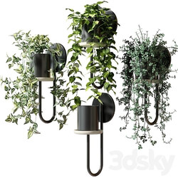 Ampel plants in wall planters CIGALES WALL by Miniforms 