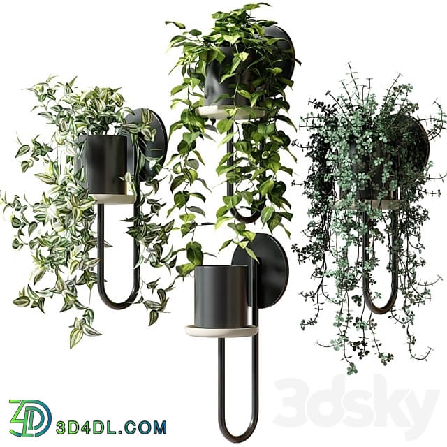 Ampel plants in wall planters CIGALES WALL by Miniforms