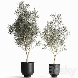Olive tree 967. Oliva tree metal pot landscaping interior room loft black pot 3D Models 