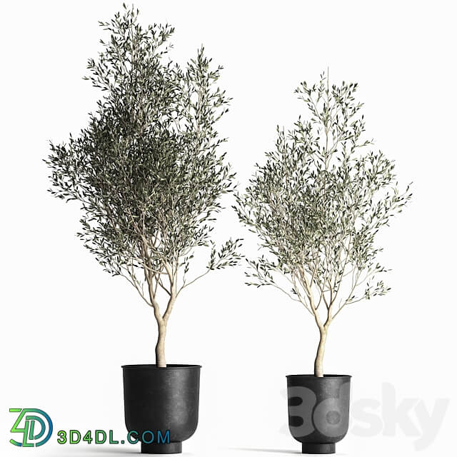 Olive tree 967. Oliva tree metal pot landscaping interior room loft black pot 3D Models