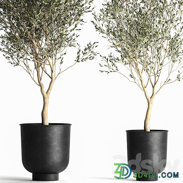 Olive tree 967. Oliva tree metal pot landscaping interior room loft black pot 3D Models