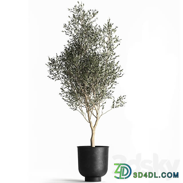 Olive tree 967. Oliva tree metal pot landscaping interior room loft black pot 3D Models