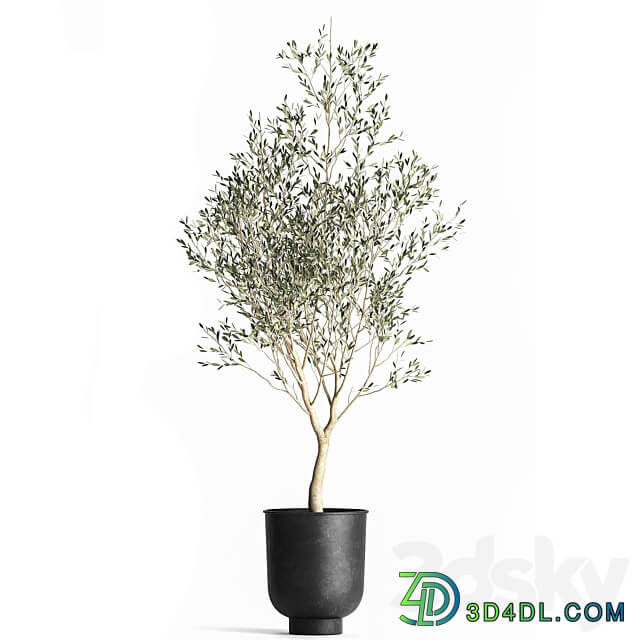 Olive tree 967. Oliva tree metal pot landscaping interior room loft black pot 3D Models