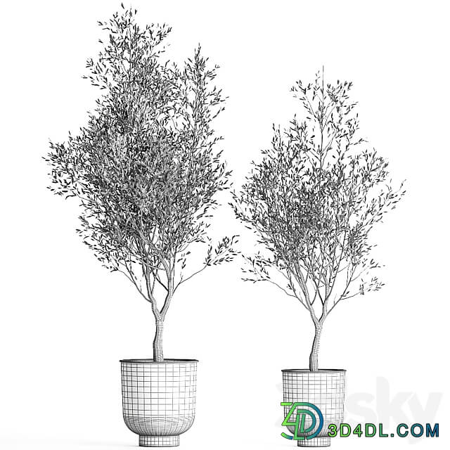 Olive tree 967. Oliva tree metal pot landscaping interior room loft black pot 3D Models