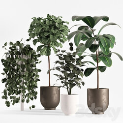 collecton03 ficus plants 