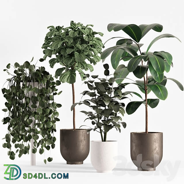 collecton03 ficus plants