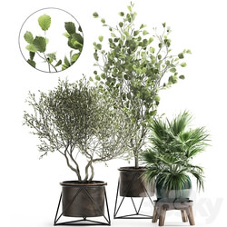 Plant collection 975.Olive Tree Ficus Metal Pot Fan Palm Industrial Style Rust Hazel Hazel Linden 3D Models 