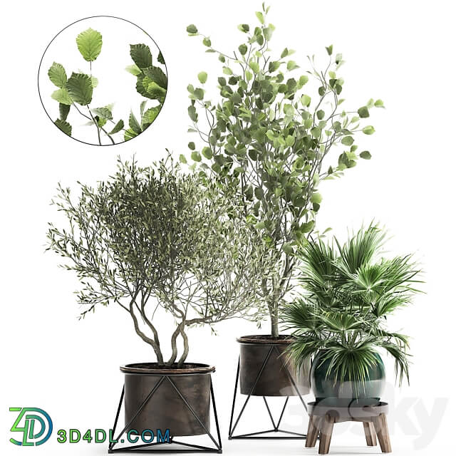 Plant collection 975.Olive Tree Ficus Metal Pot Fan Palm Industrial Style Rust Hazel Hazel Linden 3D Models