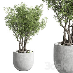 Outdoor plant 28 concrete vase 