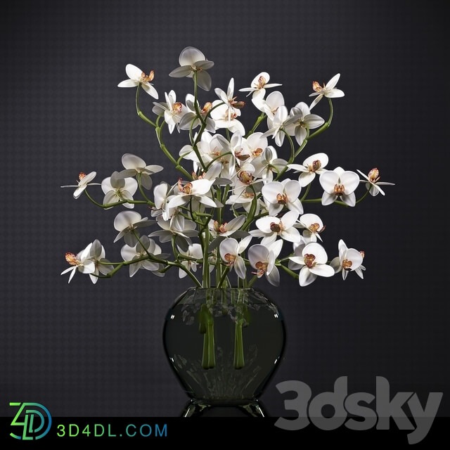 ORCHID 3D Models