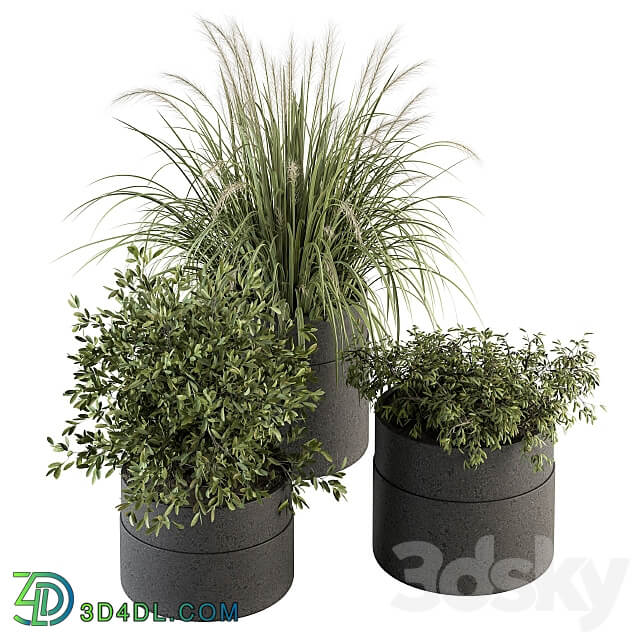 indoor Plant Set 250 Plants Set in Pot