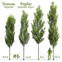 Poplar Populus nigra 6 